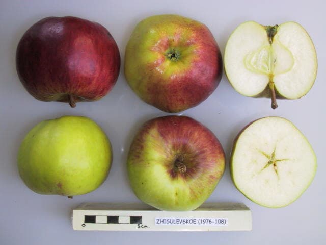 Zhigulevskoe apple