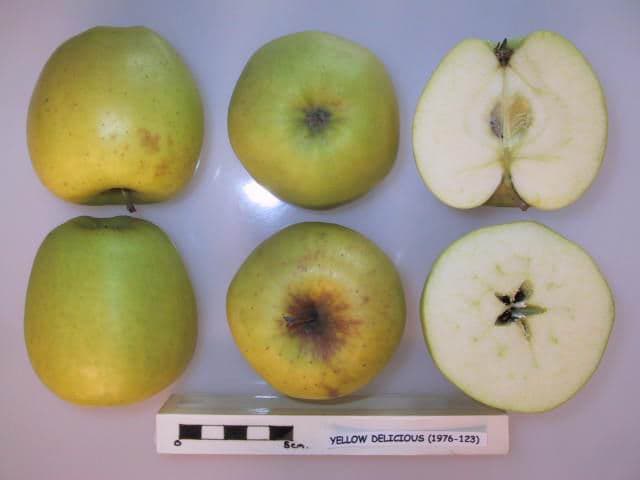 Clear Gold apple