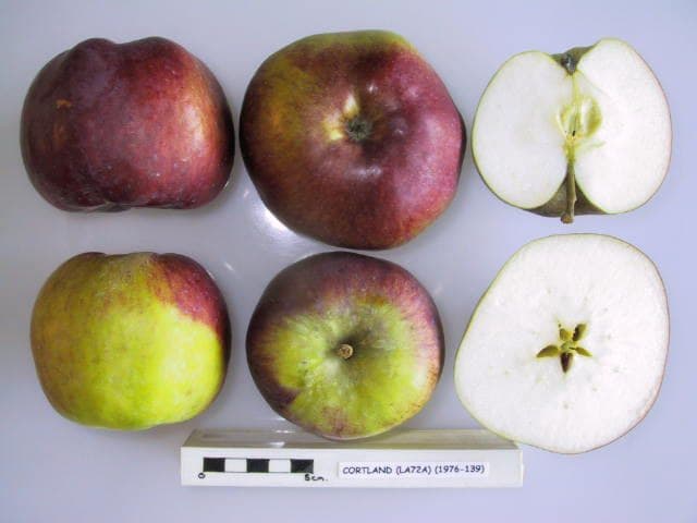 Cortland apple