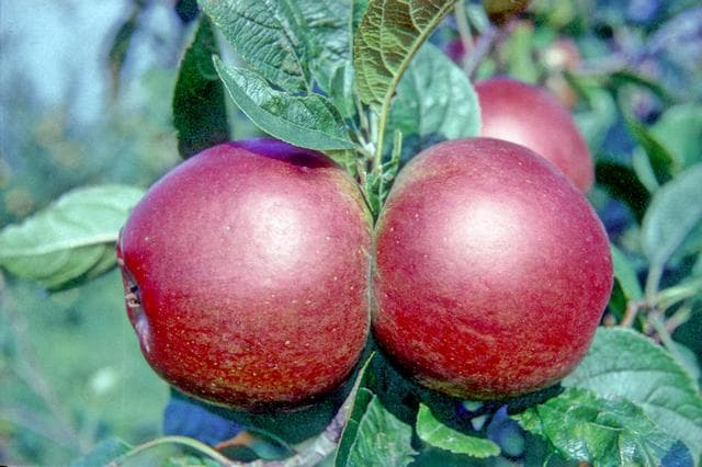 Crimson Superb apple