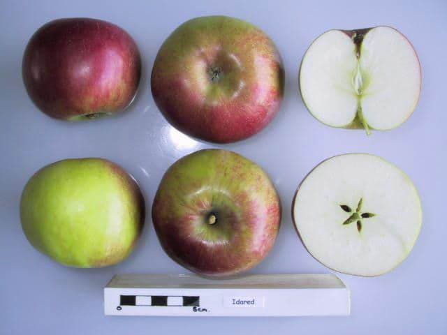 Idared apple
