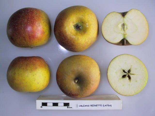 Orleans Reinette apple