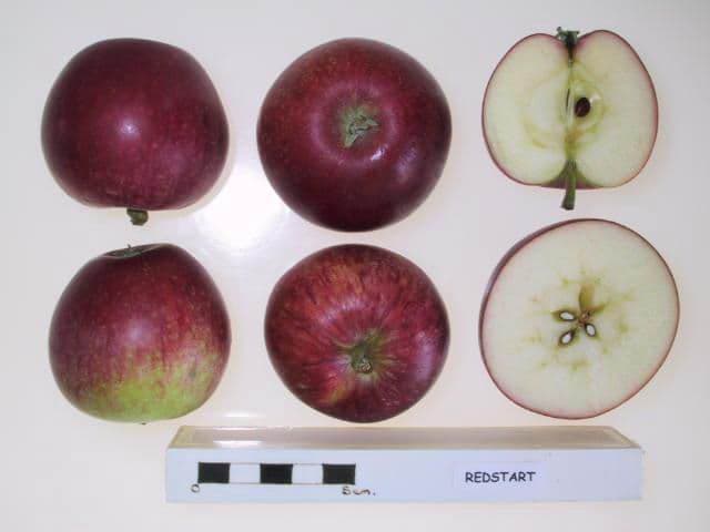 Redstart apple
