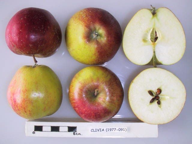 Clivia apple
