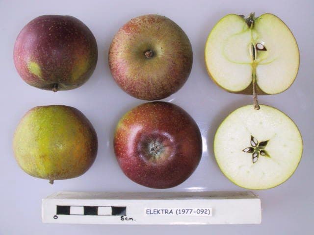 Elektra apple