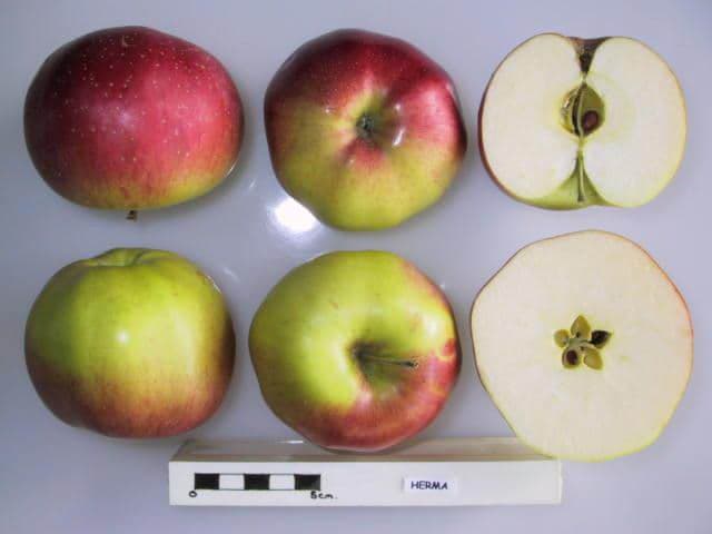 Herma apple