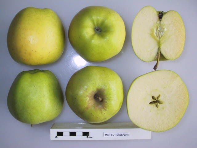 Crispin apple