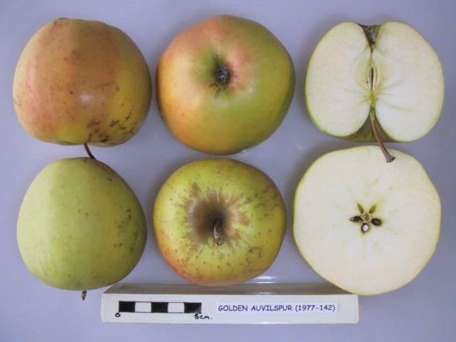 Golden Auvilspur apple