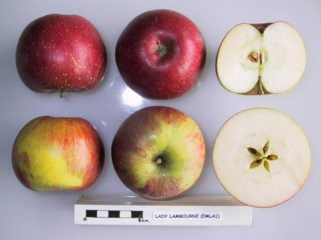 Lady Lambourne apple