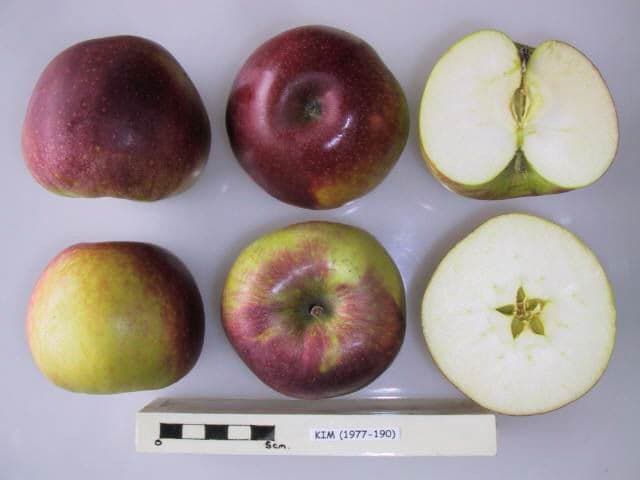 Kim apple
