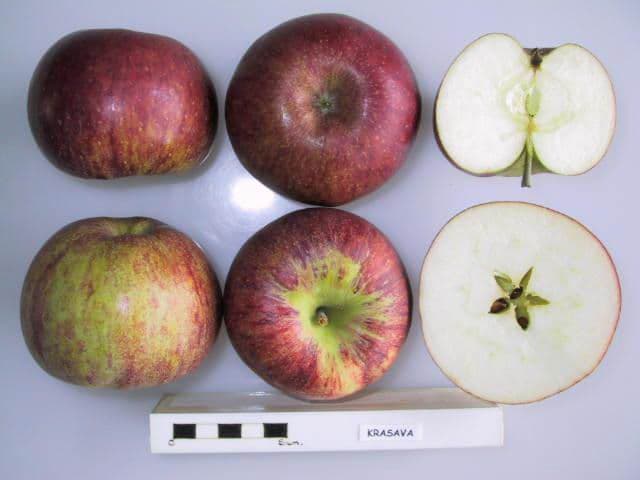 Krasava apple
