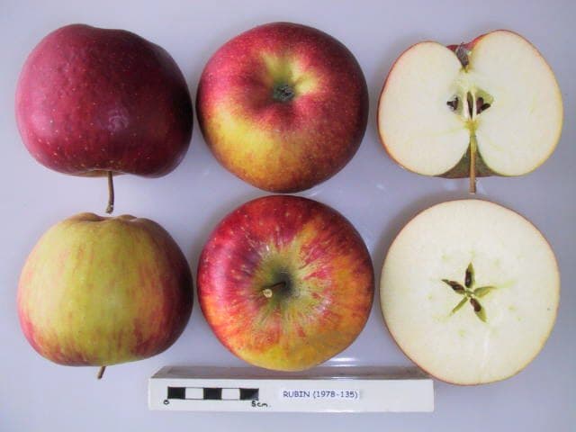 Rubin apple