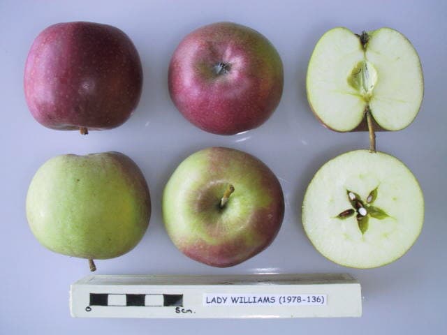 Lady Williams apple