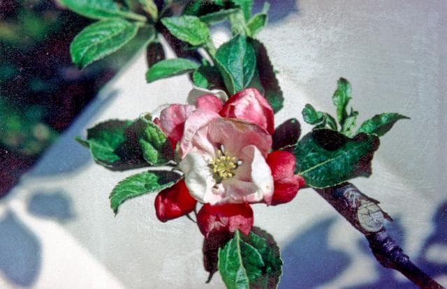 Lord Derby apple