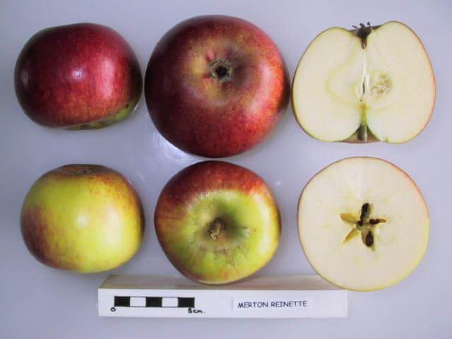 Merton Reinette apple
