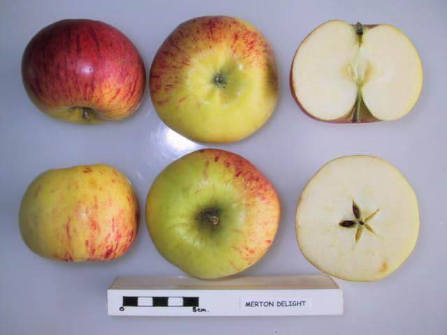 Merton Delight apple
