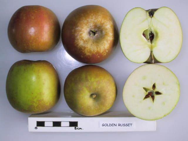 Golden Russet apple