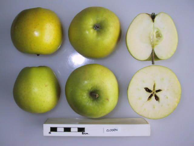 Cloden apple