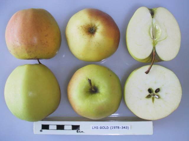 Lysgolden apple