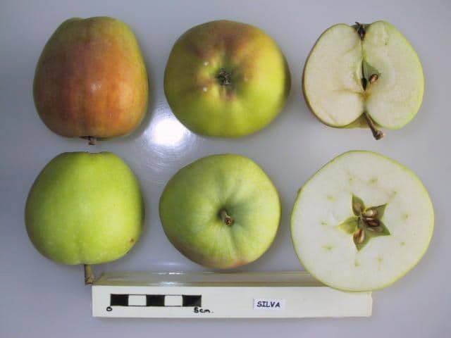 Silva apple