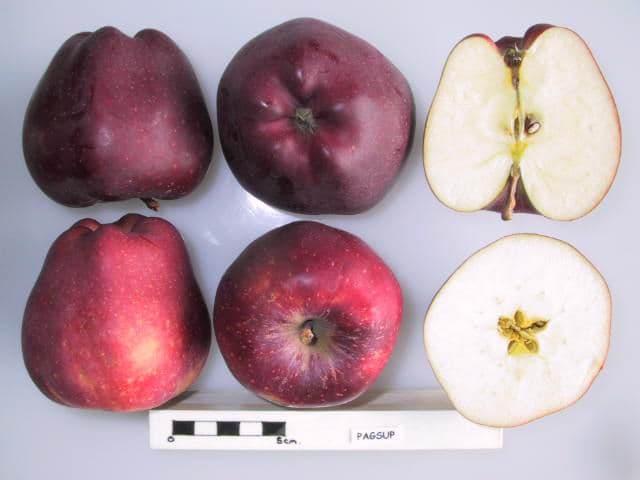Starkspur Supreme apple