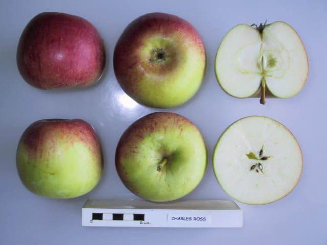 Charles Ross apple