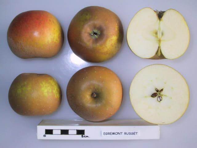 Egremont Russet apple