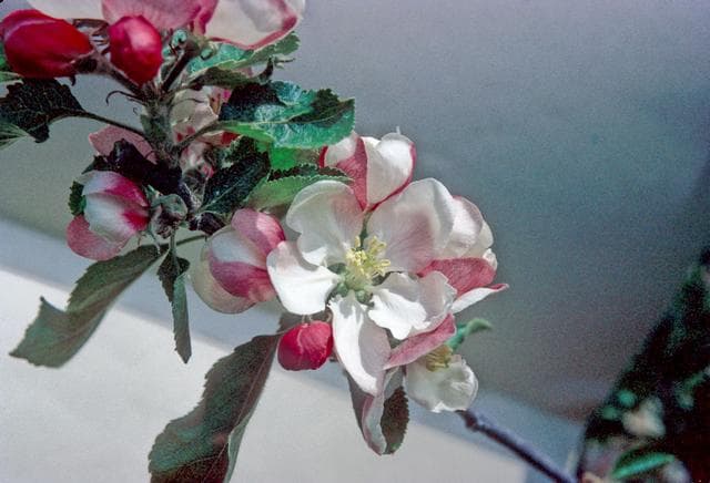 Holstein apple
