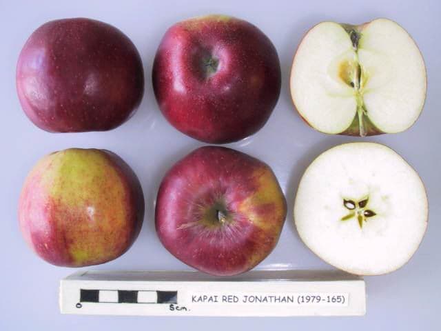 Kapai Red Jonathan apple