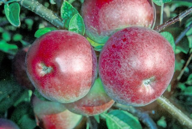 Double Red McIntosh apple