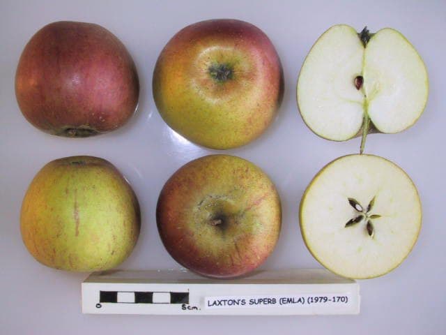Laxton's Superb apple