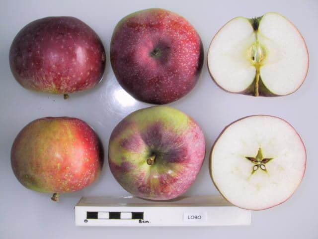Lobo apple