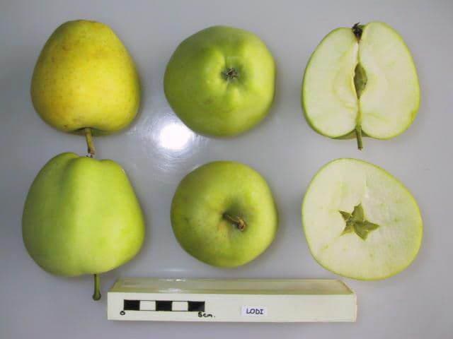 Lodi apple
