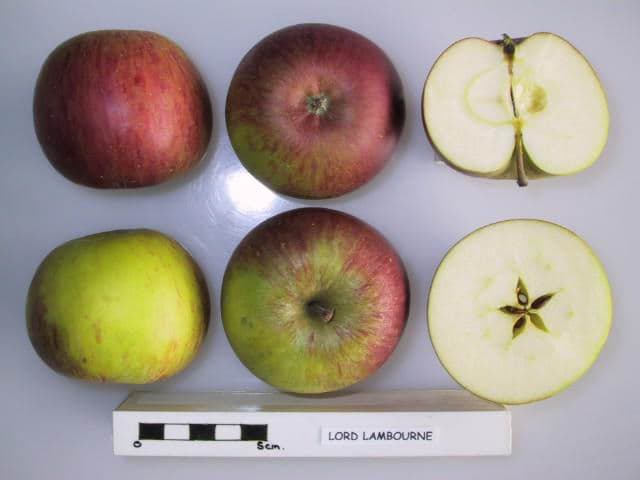 Lord Lambourne apple