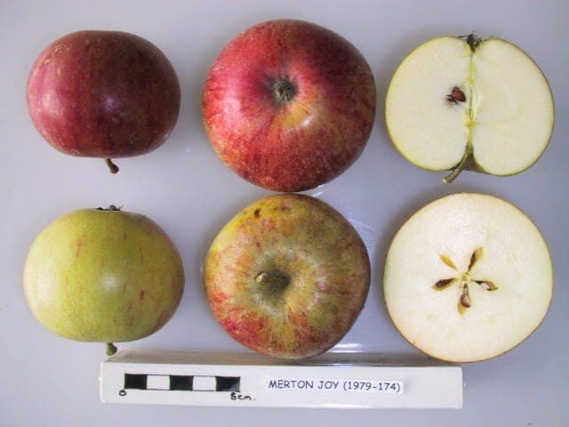 Merton Joy apple