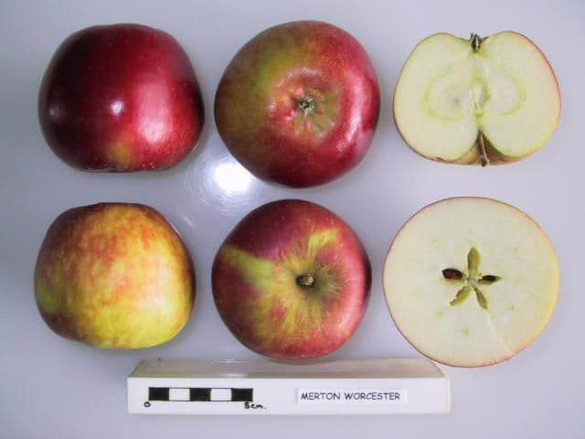 Merton Worcester apple