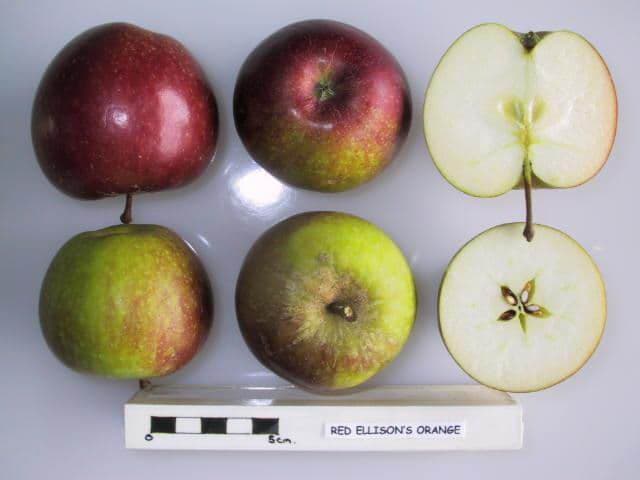 Red Ellison's Orange apple