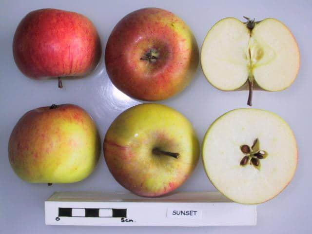 Sunset apple