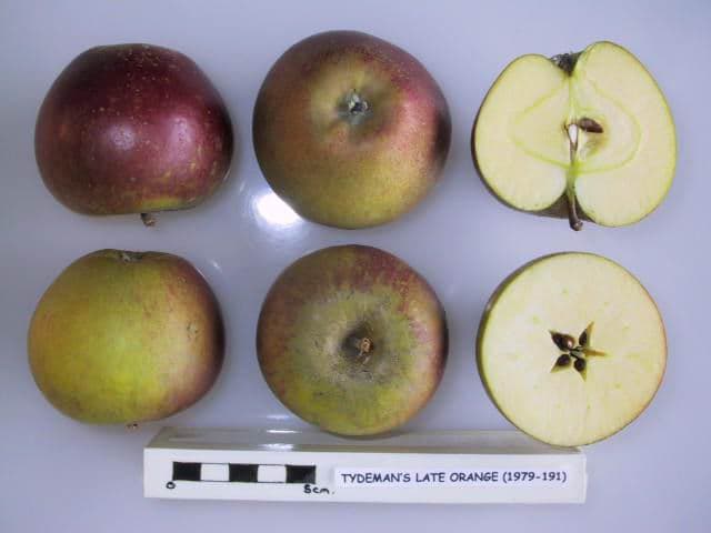 Tydeman's Late Orange apple