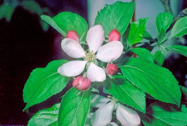 Greensleeves apple
