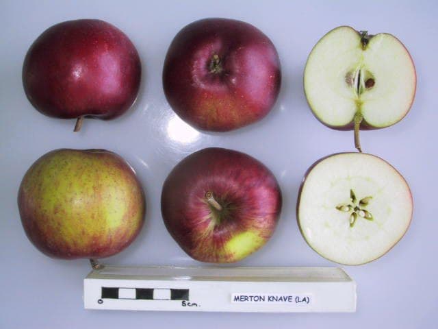 Merton Knave apple