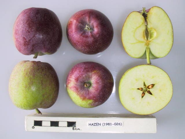 Hazen apple