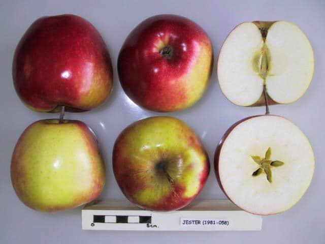 Jester apple