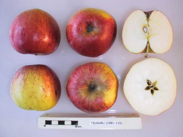 Tsugaru apple
