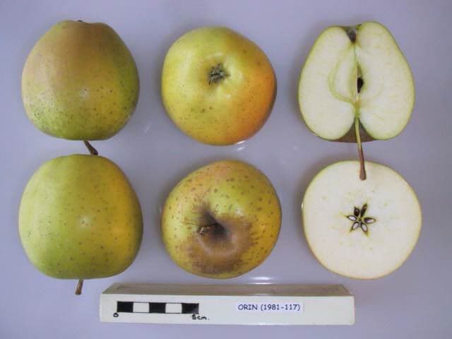 Orin apple