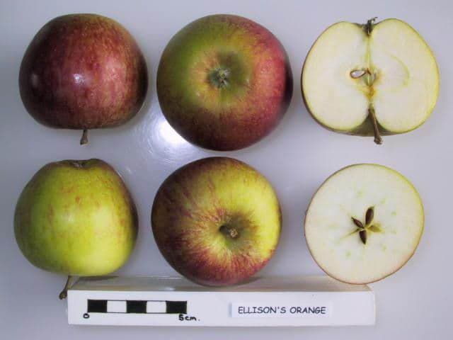 Ellison's Orange apple
