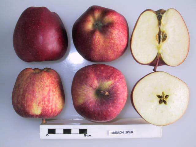 Oregon Spur apple
