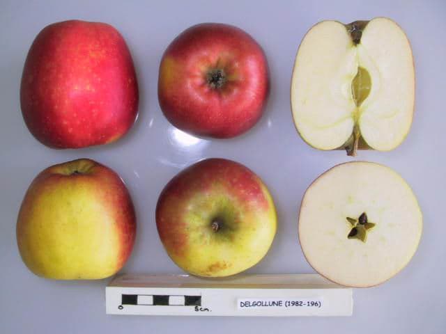 Jubile apple