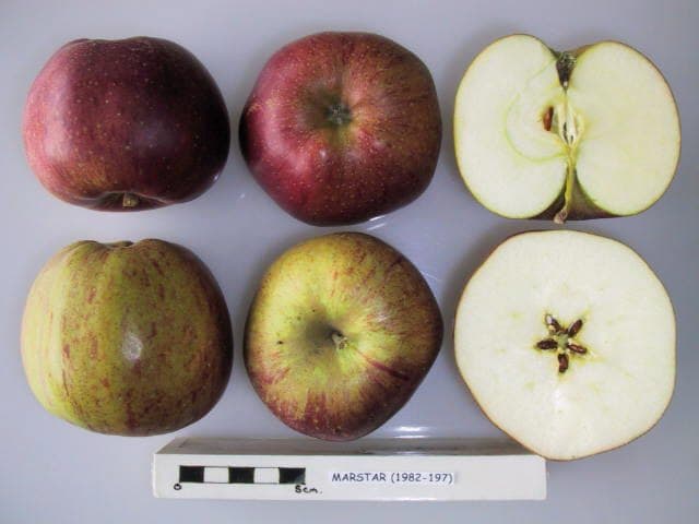 Marstar apple