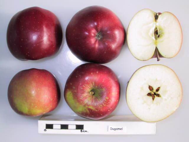 Dugamel apple